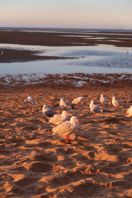 Seagulls meet the sand