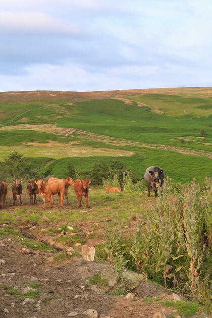 Yorkshire Cows