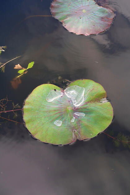 Lily Pad
