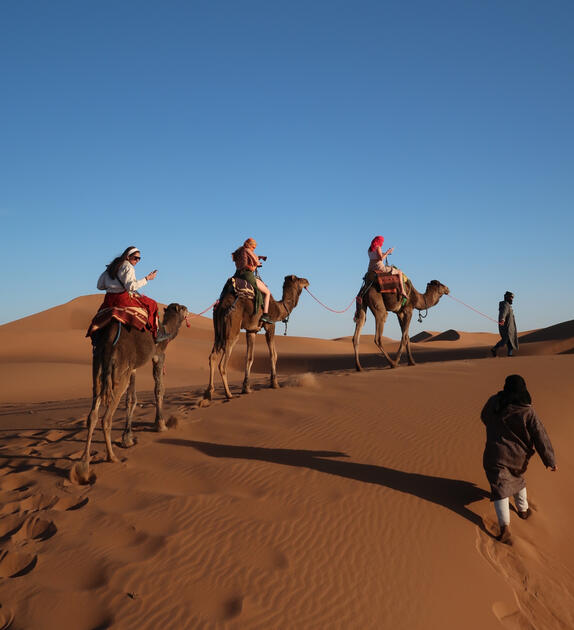 Sahara Camels
