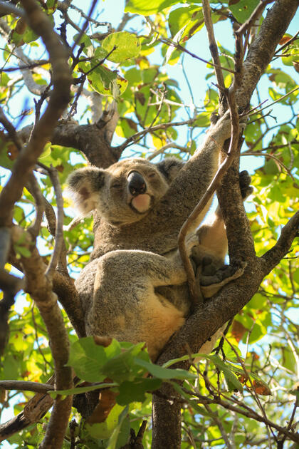 Aussie Koala