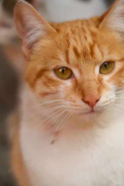 Marrakech Cat
